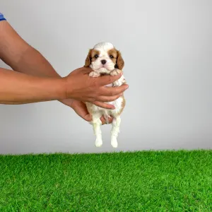 Cavalier King Charles Spaniel - Norbo
