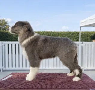 Border Collie - Echo