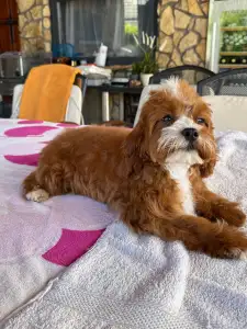 Cavapoo - Charlie
