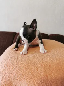 Boston Terrier - Wide Wings Bunny