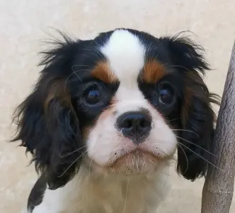 Cavalier King Charles spániel - Jackson