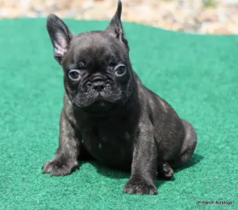 French Bulldog - Lyon