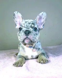 Buldog francuski - Gino