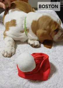 Basset Hound - Boston