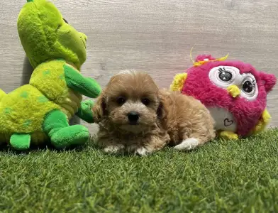 Maltipoo - Peppy