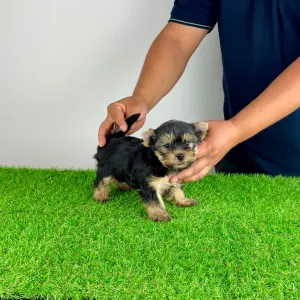 Yorkshire terrier - Emios