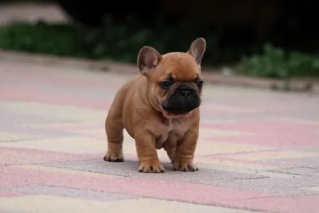 Französische Bulldogge - Unicum