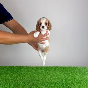 Cavalier King Charles Spaniel - Vila