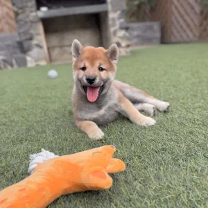 Shiba - Bravados Iria
