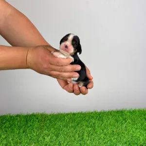 Кавалер кинг-чарльз-спаниель - Moonfire