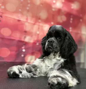 Cocker americano - Dream Of Aurora