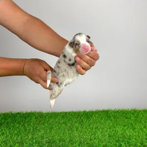Australian Shepherd - Farello