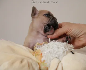 Französische Bulldogge - Ben
