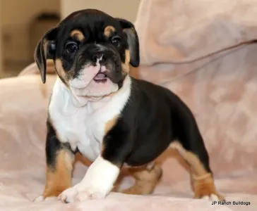 Buldog angielski - Dax 