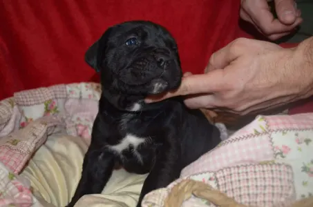 Cane Corso Italiano - Dolce Assassino Primus
