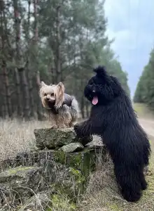 Puli - Tincses-kincsem Lagotto & Puli