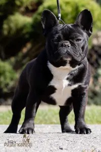 French Bulldog - Black Pirate