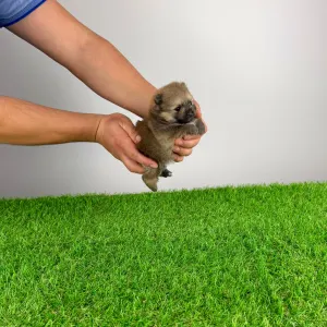 German Pomeranian Spitz - Quixi