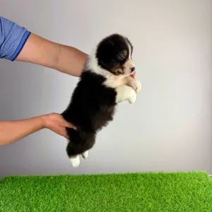 Australian Shepherd - Cash