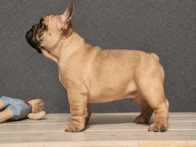 Bulldog francez - Elmo