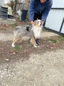 Miniatur amerikanischer Schäferhund - Wilson