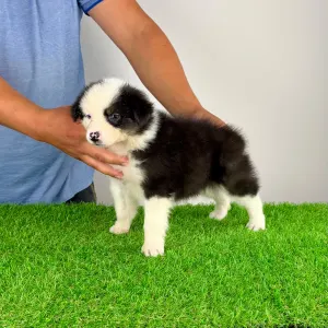 Australian Shepherd - Genovina
