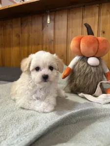 Maltipoo - Molli 