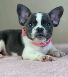Francia bulldog - Melissa