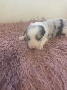 Border Collie - Blue Merle Kan 2