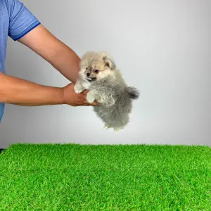 German Pomeranian Spitz - Fanny