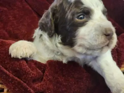 Romagna Water Dog - Fée