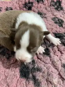 Border Collie - Ferrero/ Chocolate Sable Szuka