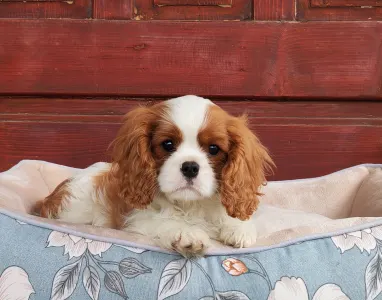 Cavalier King Charles spániel - Emerson 