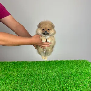 German Pomeranian Spitz - Digger 