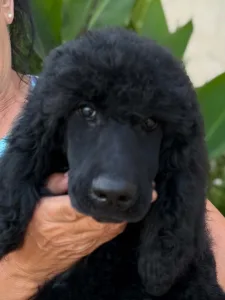Poodle Standard - Felipe