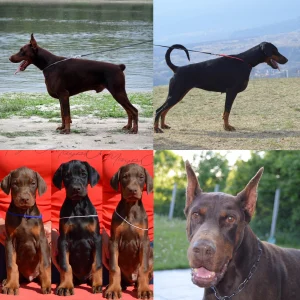 Dobermann - Falcon