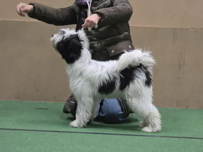 Tibet Terrier - Jackyll 