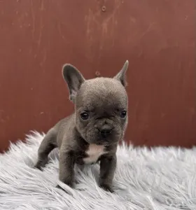 Francouzský buldoček - Richie