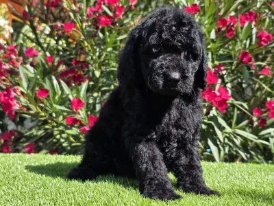 Cavapoo - Zeus