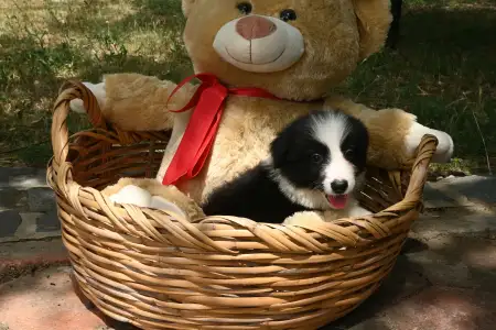 Border Collie - Dazzling Borders Brilliant Dream