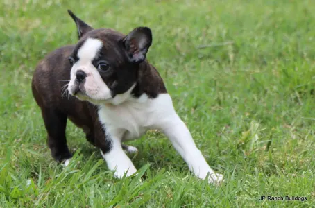 Terrier de Boston - Pancho