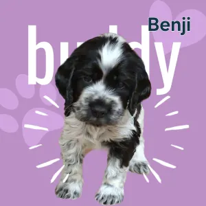 English Cocker Spaniel - Benji