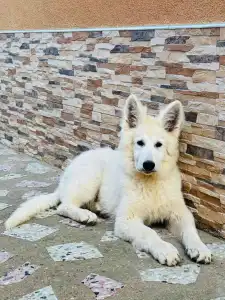 Beli Švajcarski Ovčar - Bonita