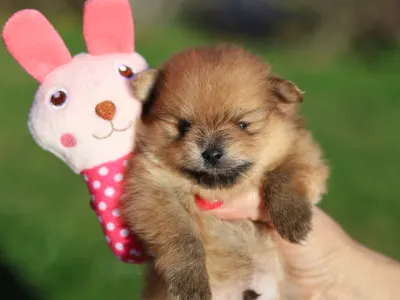 Pomeranian - Dominic💜