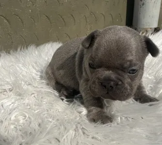 Bulldog francez - Jax