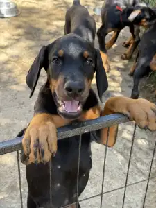 Dobermann - Kincsem