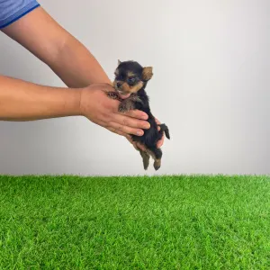 Yorkshire Terrier - Kiro