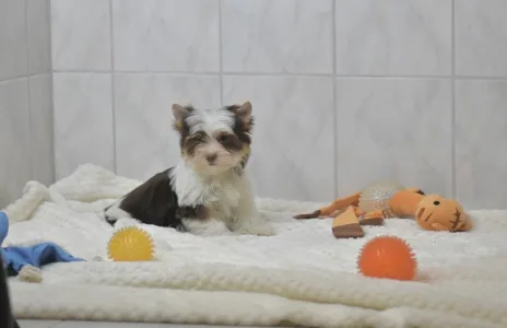 Бивер-йоркширский терьер - Runa Orient 