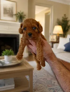 Cavapoo - Cavapoo F Mara
