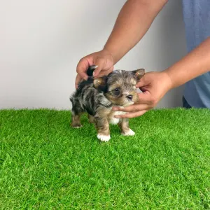 Yorkshire Terrier - Barry